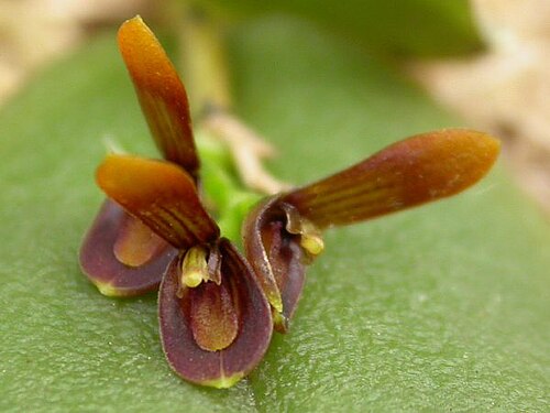 Acianthera micrantha: Acianthera micrantha