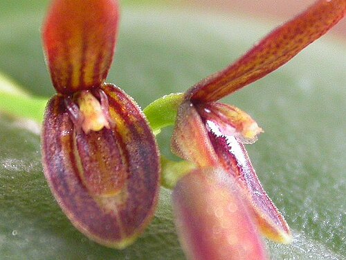 Acianthera micrantha: Acianthera micrantha