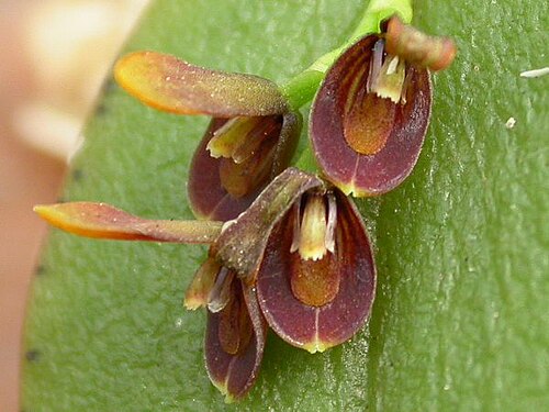 Acianthera micrantha: Acianthera micrantha