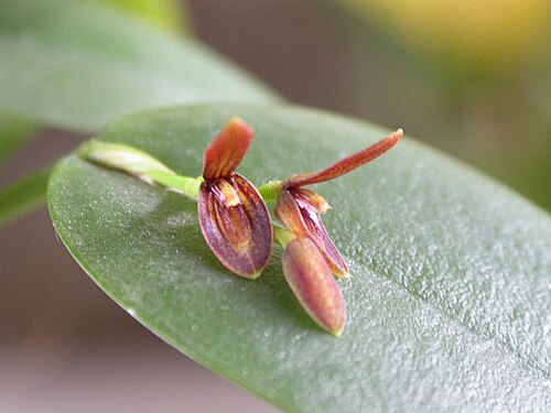Acianthera micrantha: Acianthera micrantha
