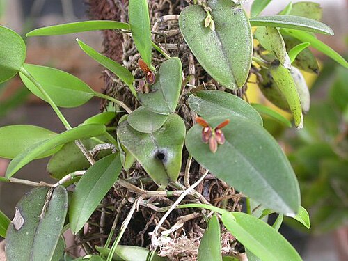 Acianthera micrantha: Acianthera micrantha