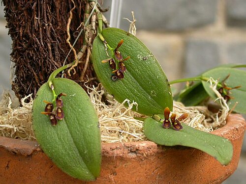 Acianthera micrantha: Acianthera micrantha