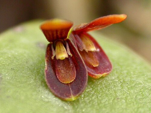 Acianthera micrantha: Acianthera micrantha