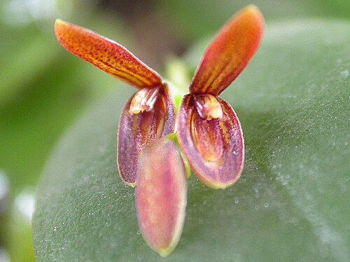 Acianthera micrantha: Acianthera micrantha