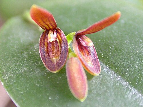 Acianthera micrantha: Acianthera micrantha