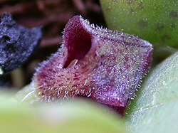 Acianthera minima: Photos by Americo Docha neto & Dalton Holland Baptista first published in Orchidstudium.