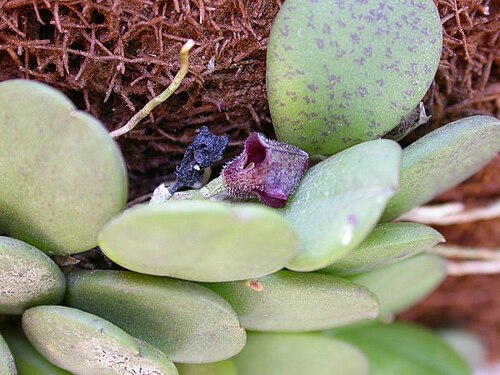 Acianthera minima: Photos by Americo Docha neto & Dalton Holland Baptista first published in Orchidstudium.