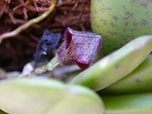 Acianthera minima: Photos by Americo Docha neto & Dalton Holland Baptista first published in Orchidstudium.