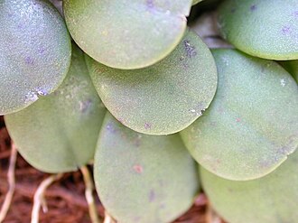 Acianthera minima: Photos by Americo Docha neto & Dalton Holland Baptista first published in Orchidstudium.