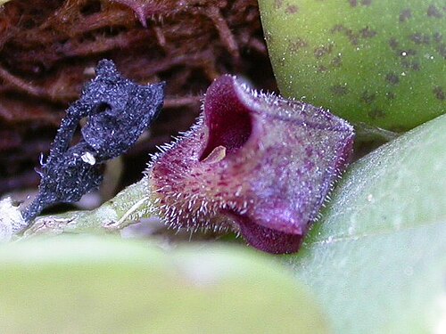 Acianthera minima: Photos by Americo Docha neto & Dalton Holland Baptista first published in Orchidstudium.