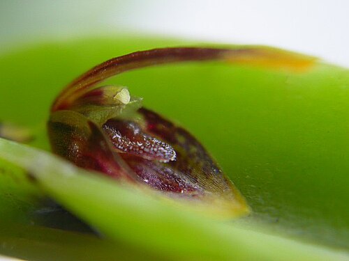Acianthera miqueliana: Acianthera miqueliana