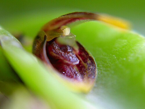 Acianthera miqueliana: Acianthera miqueliana