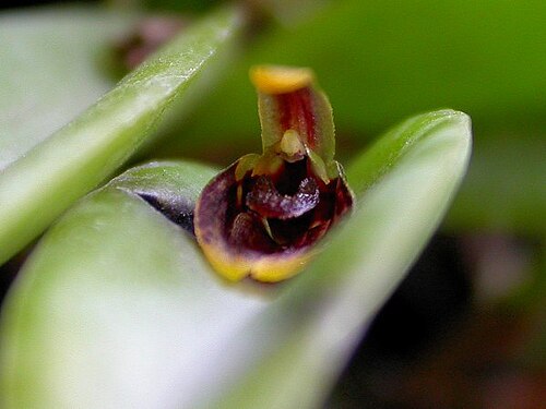 Acianthera miqueliana: Acianthera miqueliana