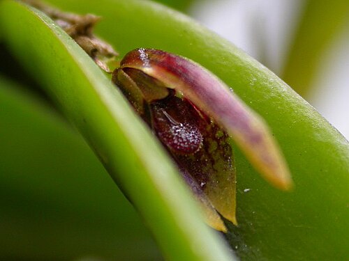 Acianthera miqueliana: Acianthera miqueliana