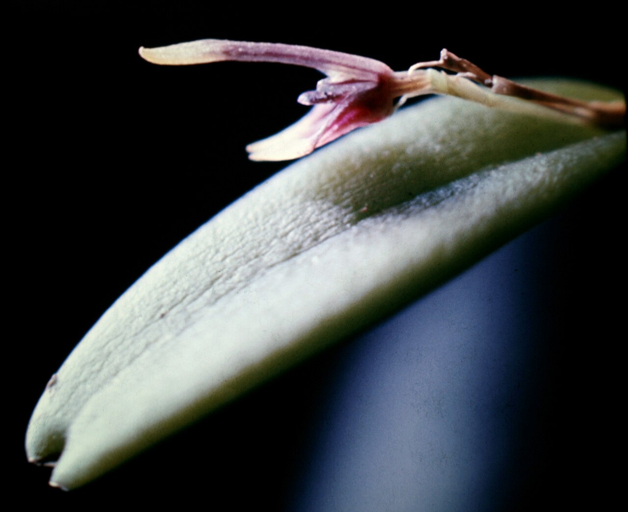Acianthera miqueliana: Pleurothallis miqueliana . Suriname.