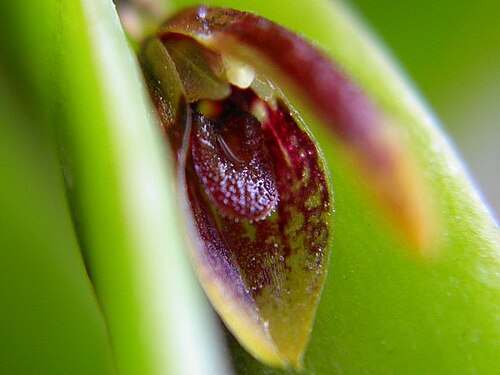 Acianthera miqueliana: Acianthera miqueliana
