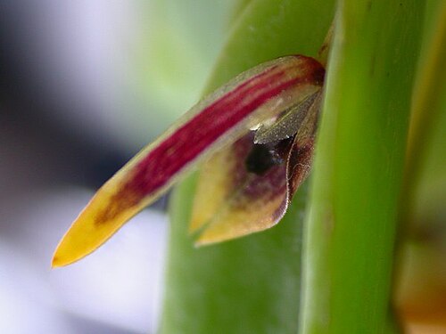 Acianthera miqueliana: Acianthera miqueliana