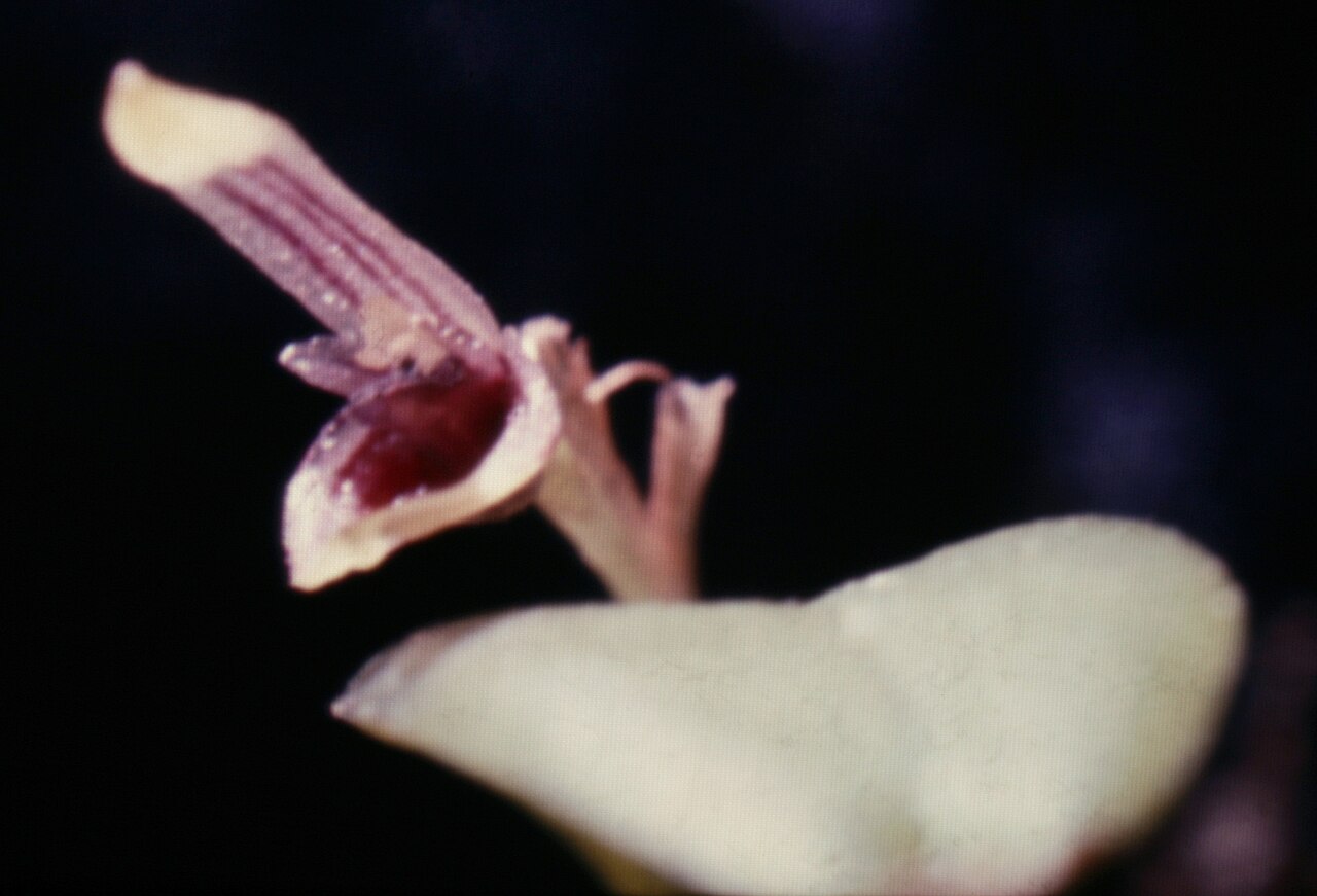 Acianthera miqueliana: Pleurothallis miqueliana . Suriname.