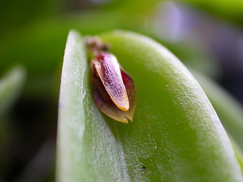 Acianthera miqueliana: Acianthera miqueliana