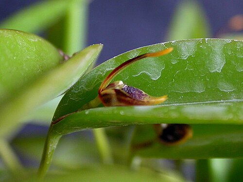 Acianthera miqueliana: Acianthera miqueliana