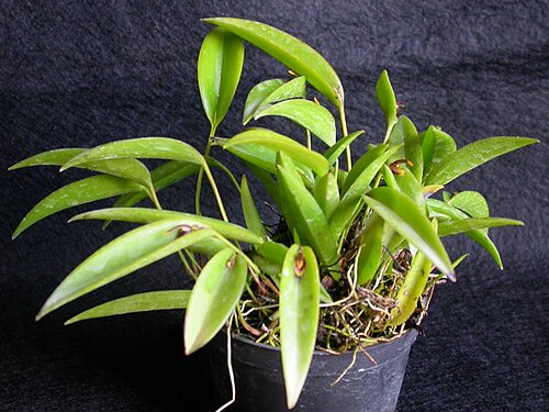 Acianthera miqueliana: Acianthera miqueliana