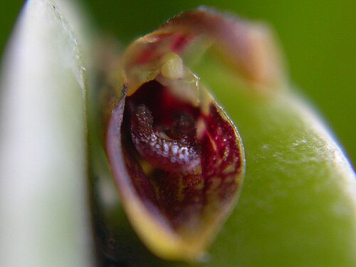 Acianthera miqueliana: Acianthera miqueliana