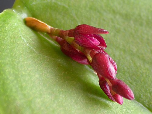 Acianthera modestissima: Acianthera modestissima