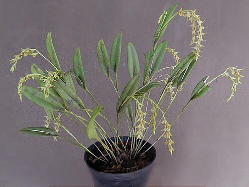 Acianthera montana: Photos by Dalton Holland Baptista & Donato Seidel Jr.. A specimen from Paraná State - Brazil