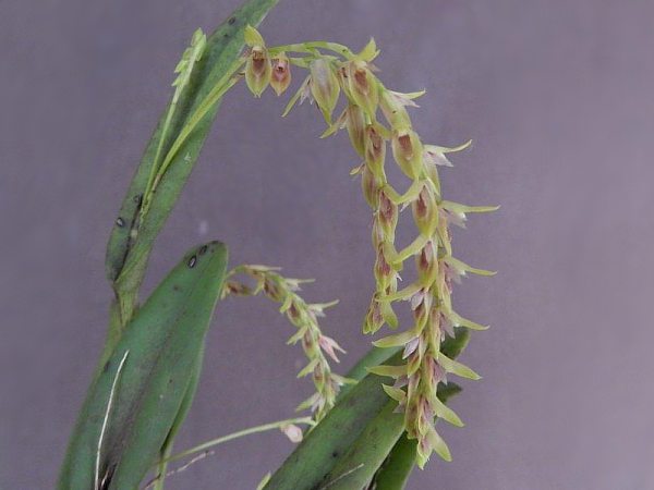 Acianthera montana: Photos by Dalton Holland Baptista & Donato Seidel Jr.. A specimen from Paraná State - Brazil