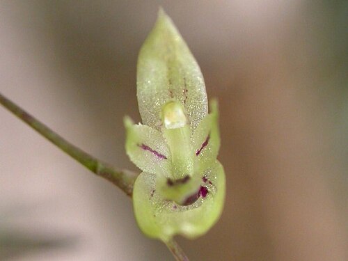 Acianthera muscosa: Acianthera muscosa