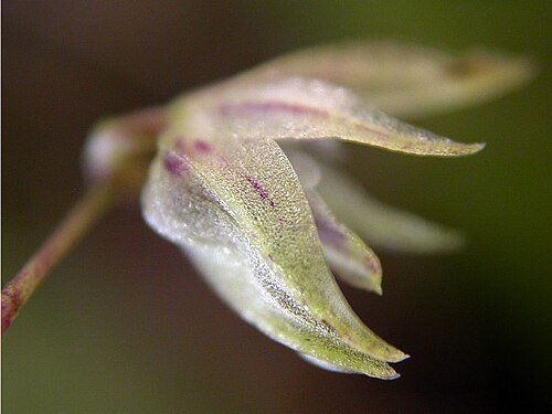 Acianthera muscosa: Acianthera muscosa
