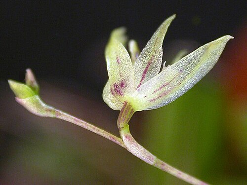 Acianthera muscosa: Acianthera muscosa