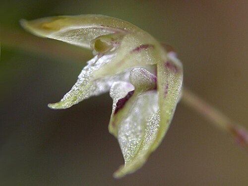 Acianthera muscosa: Acianthera muscosa