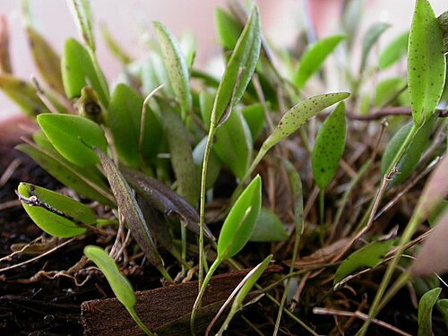 Acianthera muscosa: Acianthera muscosa