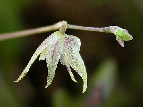 Acianthera muscosa: Acianthera muscosa