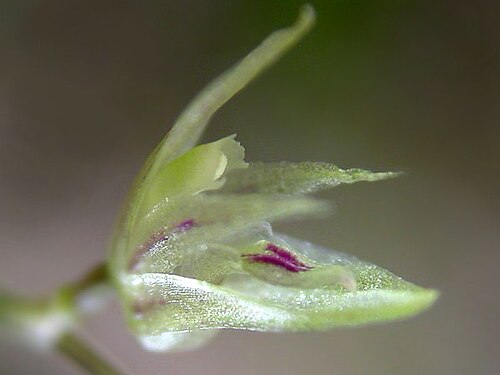 Acianthera muscosa: Arthrosia muscosa