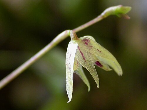 Acianthera muscosa: Acianthera muscosa