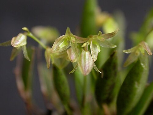 Acianthera myrticola: Acianthera myrticola
