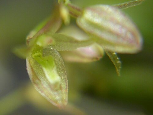 Acianthera myrticola: Acianthera myrticola