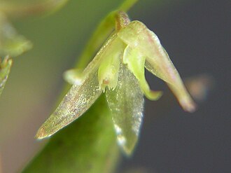 Acianthera myrticola: Acianthera myrticola