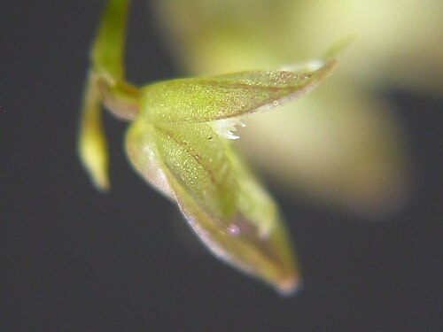 Acianthera myrticola: Acianthera myrticola