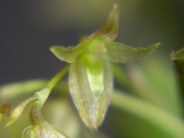 Acianthera myrticola: Arthrosia myrticola