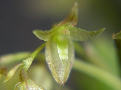 Acianthera myrticola: Arthrosia myrticola