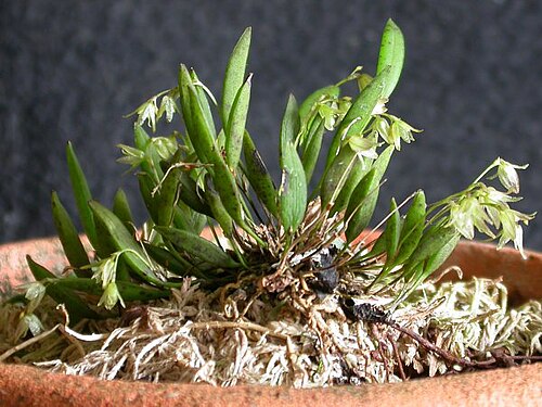 Acianthera myrticola: Acianthera myrticola