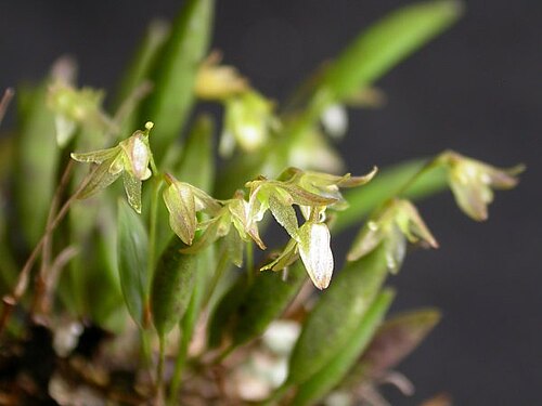 Acianthera myrticola: Acianthera myrticola