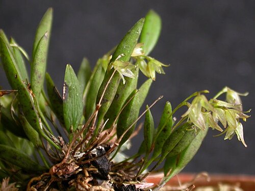 Acianthera myrticola: Acianthera myrticola