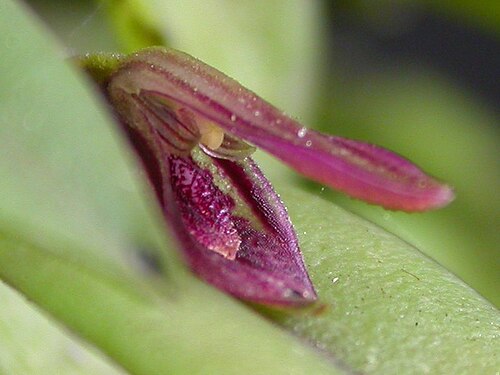 Acianthera nemorosa: Acianthera nemorosa