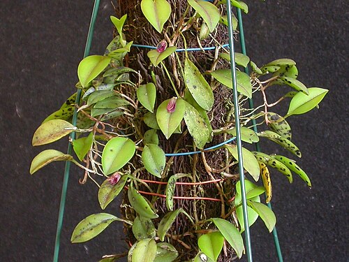 Acianthera nemorosa: Acianthera nemorosa