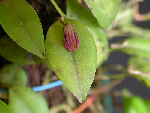 Acianthera nemorosa: Acianthera nemorosa