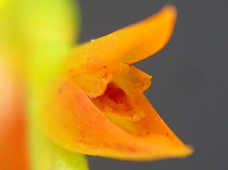 Acianthera ochreata: Acianthera ochreata